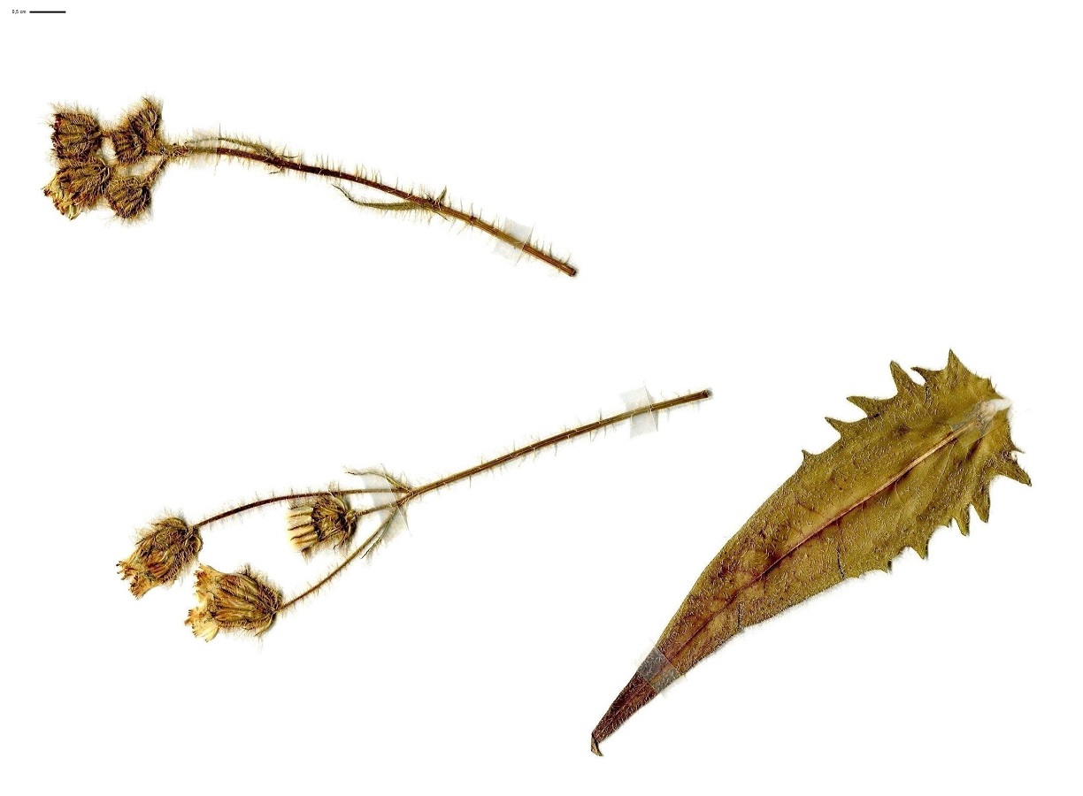 Crepis setosa (Asteraceae)